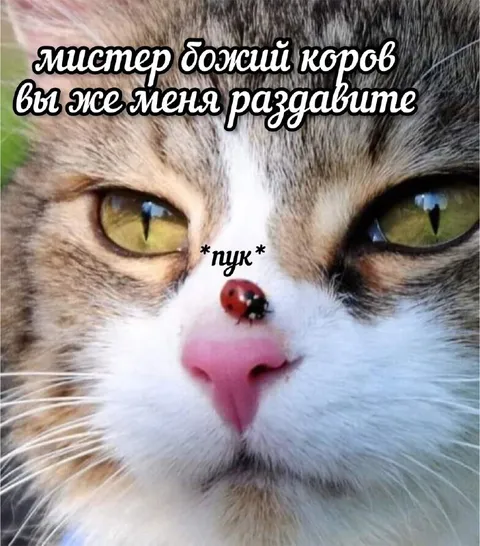 Мистер божий коров