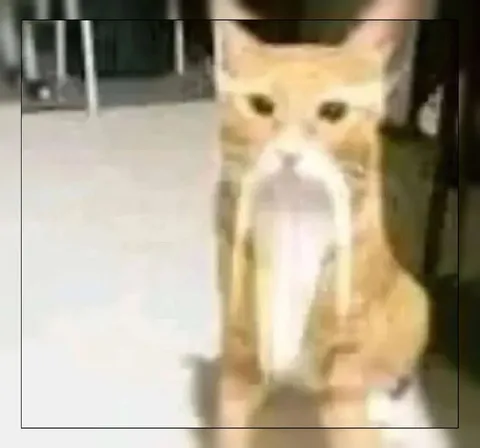Кот с огромным языком