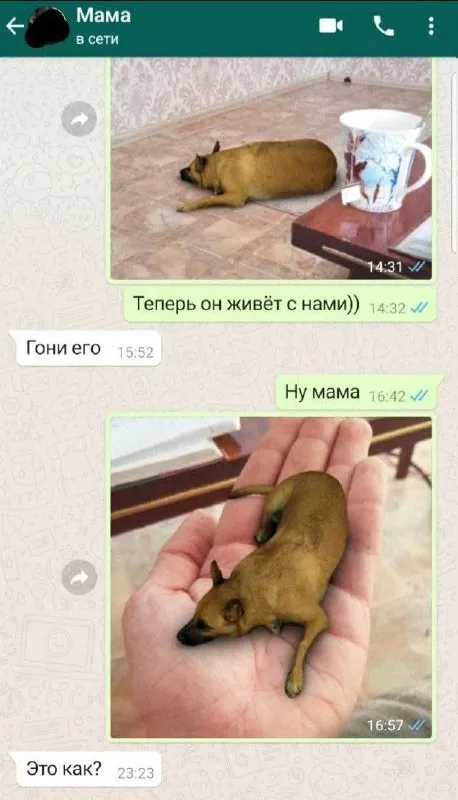 Теперь он живёт с нами