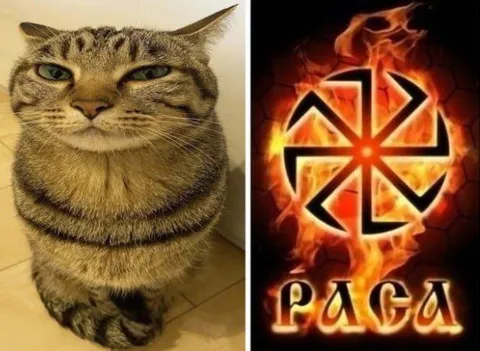 Кот и символ расы