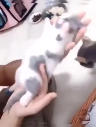 Котёнок танцует на руках