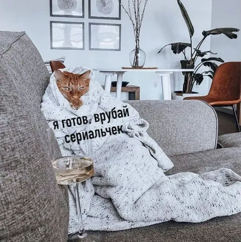 Кошка готова смотреть сериальчик