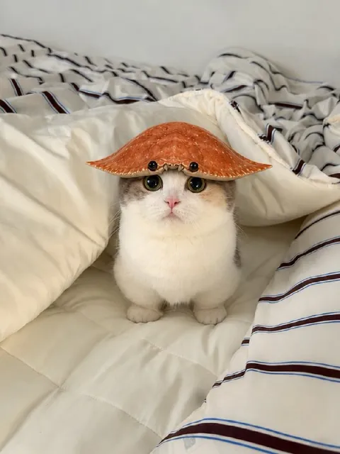 Кот в оранжевой шляпе
