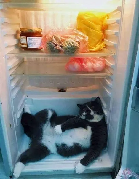 Кот в холодильнике