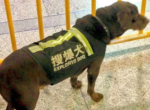 搜爆犬爆炸狗