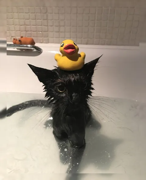 Утка на мокром коте