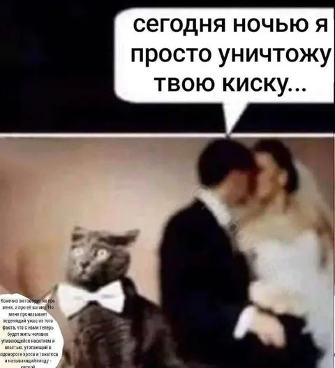 Кот завидует молодожёнам