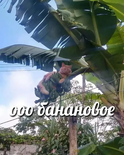 Соо банановое