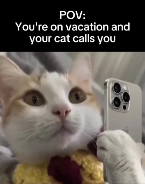 Cat Calls During Vacation