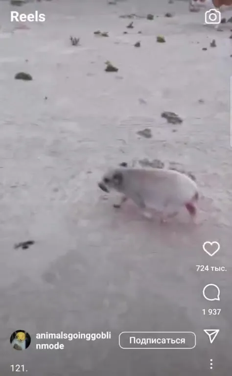 Мышь бежит прямо в камеру