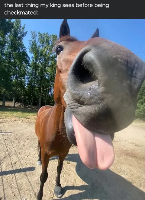 Horse Before Being Checkmated