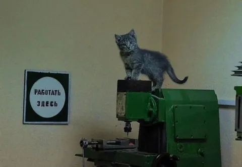 Кот работает здесь