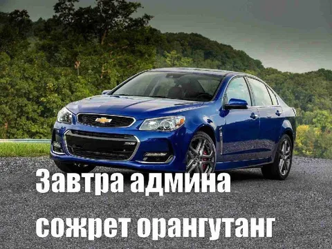 Завтра админа сожрет орангутанг