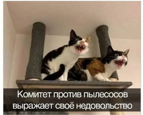 Коты против пылесосов