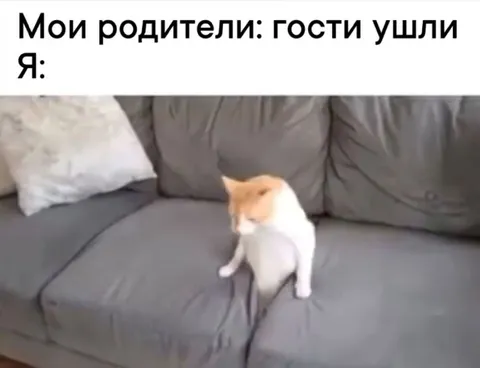 Кот после ухода гостей