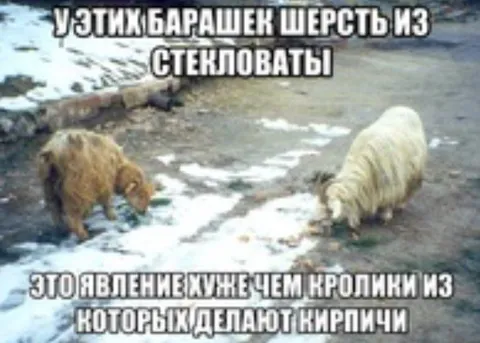 Барашки со стекловатой