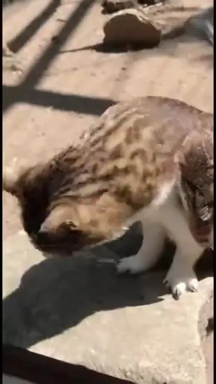 Cat Pretending to Be an Owl