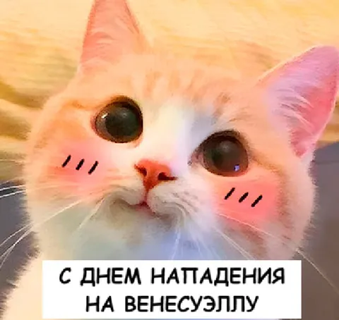 Кот поздравляет Венесуэллу