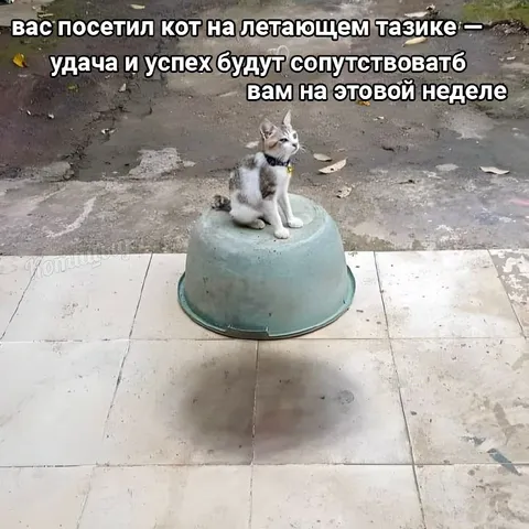 Кот на летающем тазике