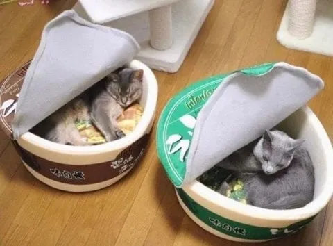 Котики в мисках как еда