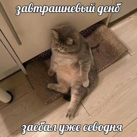 Кот устал от завтрашнего дня