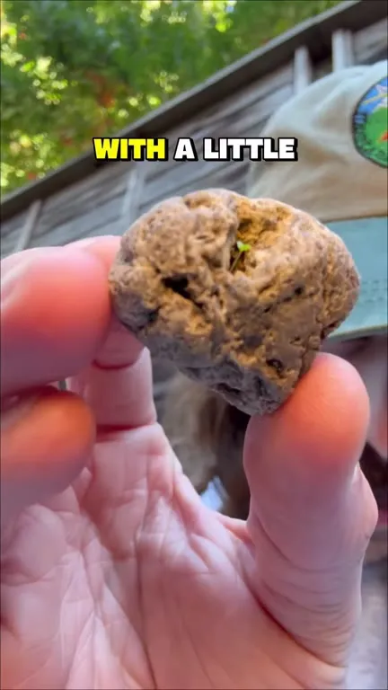 Tiny Terrarium in a Rock