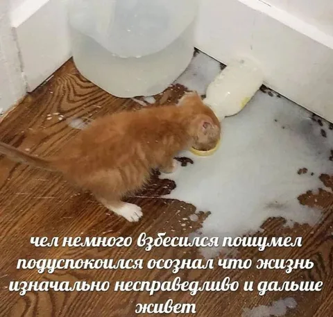 Кот смирился с несправедливостью жизни