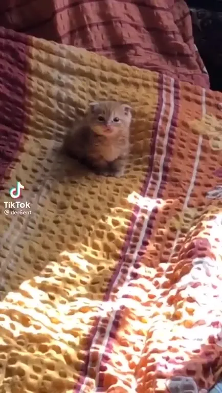 Котёнок превращается в льва