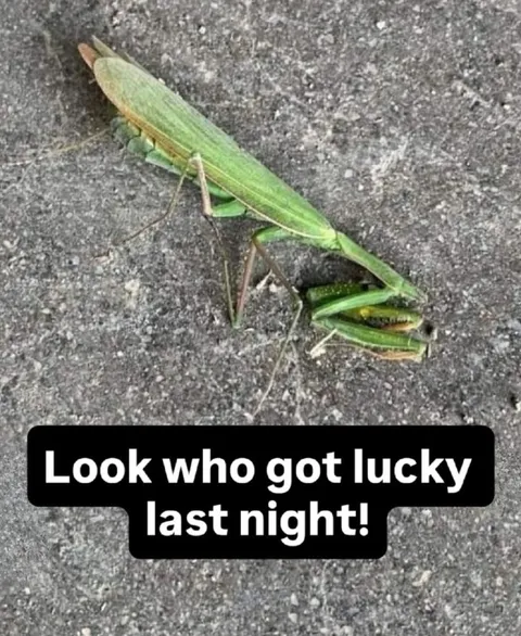 Mantis Got Lucky Last Night