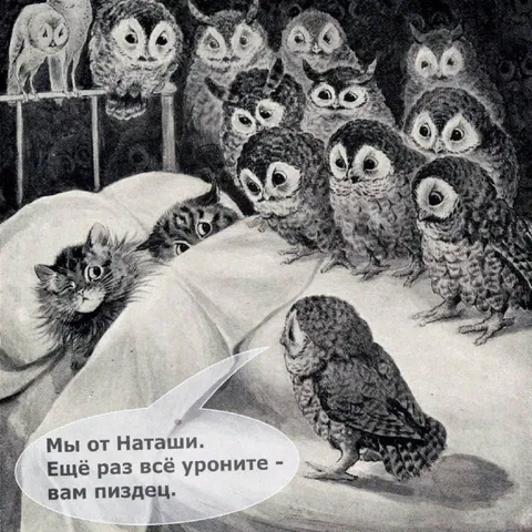 Совы предупреждают кота