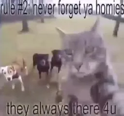Cat Rules for a Better Life