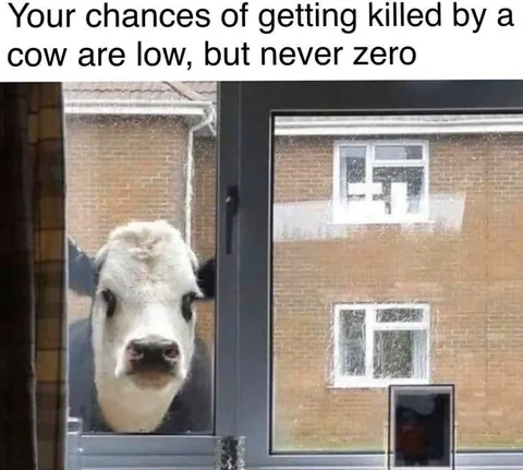 Cow at the Window