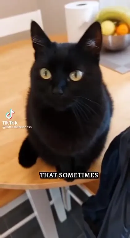 Black Cat Hears You Talking