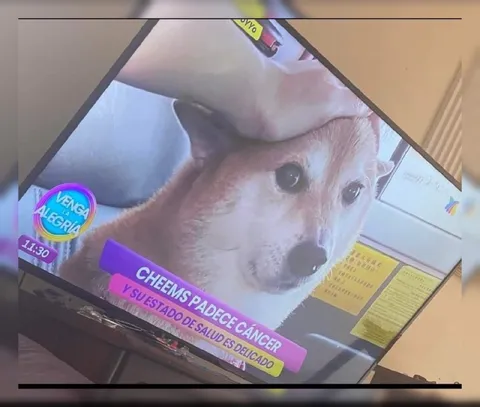Cheems padece cáncer
