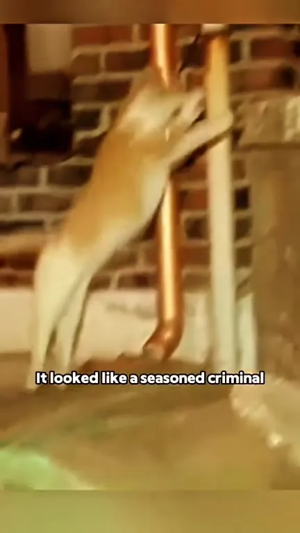 Cat Steals 600 Pairs of Gloves