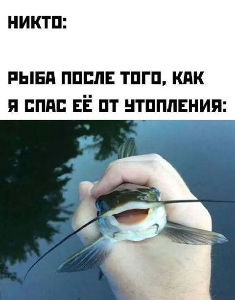 Рыба после спасения от утопления