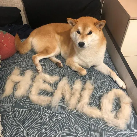Dog Hair Apology