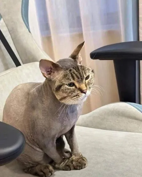 Стриженный кот с суровым взглядом