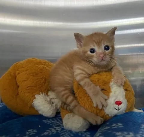 Рыжий котёнок с игрушкой