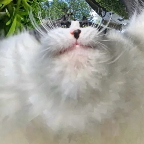 Кот смотрит в камеру