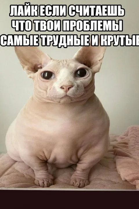Кот с самыми трудными проблемами