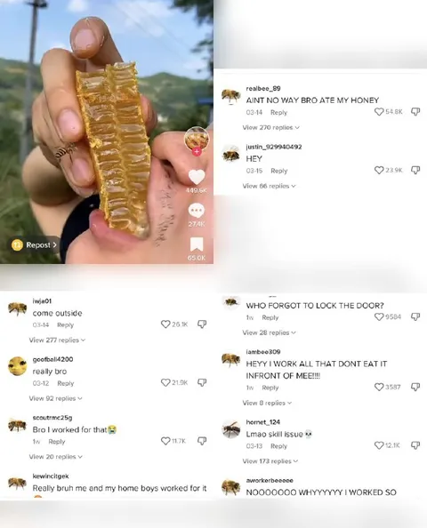 Bees React to Stolen Honey