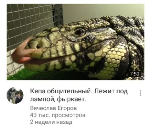 Кепа общительный под лампой