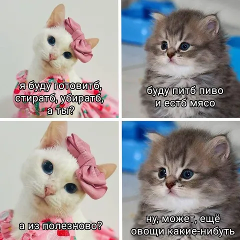 Кошки о домашних обязанностях