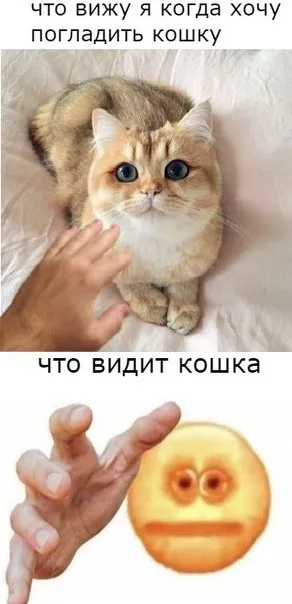 Когда хочешь погладить кошку