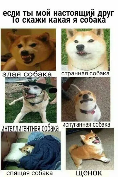 Какая я собака