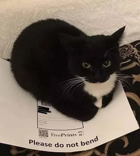 Please Do Not Bend Cat