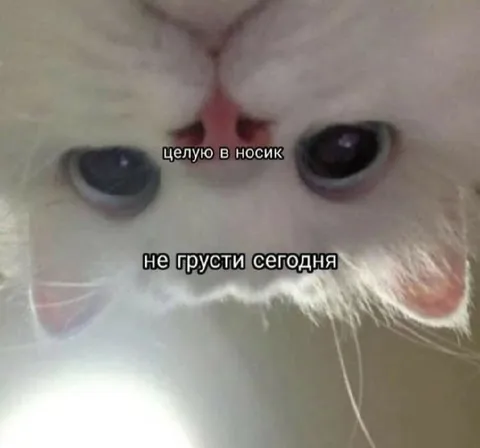 Котик утешает поцелуем