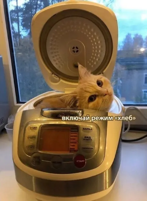 Кот в режиме «хлеб»