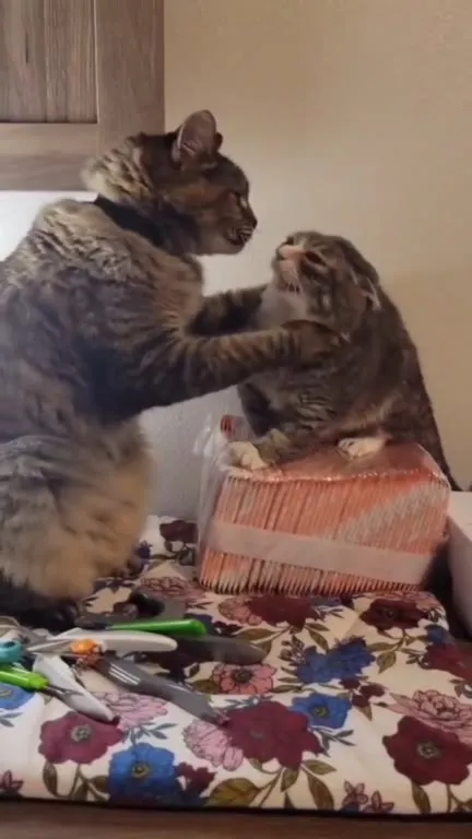 Коты не поделили коробку